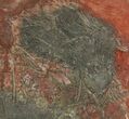 Crinoid (Scyphocrinites) Plate - Boutschrafin, Morocco #116843-2